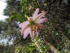 Passiflora tarminiana