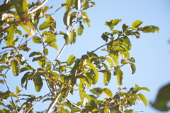 Eupsittula aurea