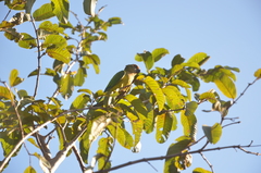 Eupsittula aurea
