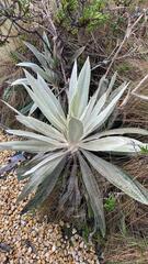 Espeletia pycnophylla