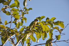 Eupsittula aurea