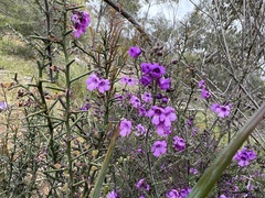 Prostanthera