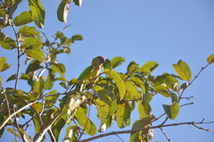 Eupsittula aurea