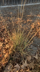 Muhlenbergia rigens