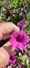 Petunia integrifolia
