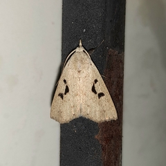 Rhosologia tripuncta