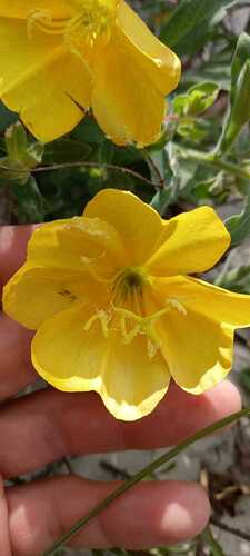 Image of Oenothera mollissima by (c) Fabrício Mil Homens Riella, some rights reserved (CC BY)