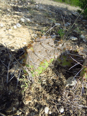 Opuntia engelmannii