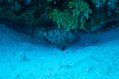 Heteropriacanthus cruentatus