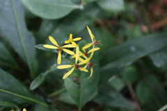 Senecio ovatus