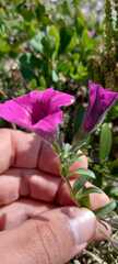 Petunia integrifolia