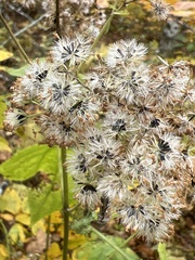 Ageratina roanensis