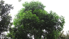 Aiouea montana