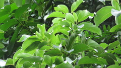 Aiouea montana