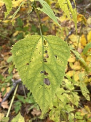 Ageratina roanensis