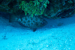 Heteropriacanthus cruentatus
