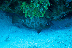 Heteropriacanthus cruentatus