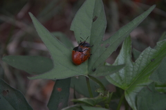 Botanochara