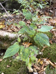 Vaccinium erythrocarpum