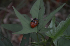 Botanochara