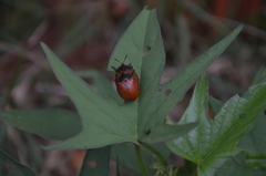 Botanochara