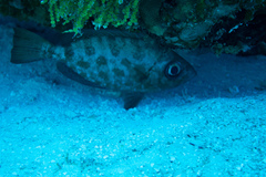 Heteropriacanthus cruentatus