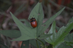 Botanochara