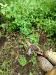 Caudata