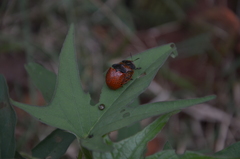Botanochara