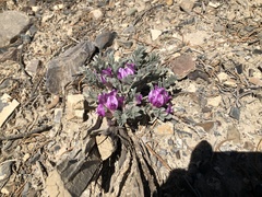 Astragalus newberryi