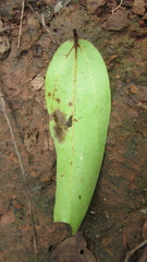 Aiouea montana