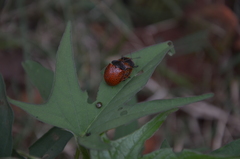 Botanochara