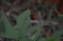 Botanochara