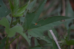 Botanochara