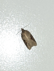 Acleris macdunnoughi
