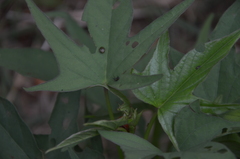 Botanochara