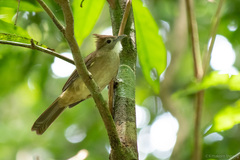 Alophoixus ochraceus