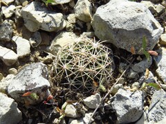 Coryphantha sulcata