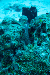 Cephalopholis cruentata