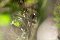 Enicurus leschenaulti