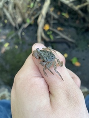 Aratus pisonii