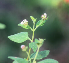 Lantana velutina