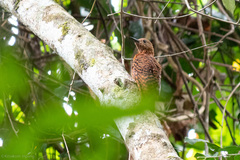 Micropternus brachyurus