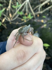 Aratus pisonii