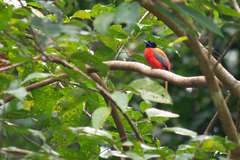 Harpactes duvaucelii