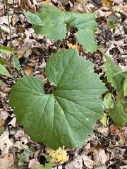 Arnoglossum reniforme