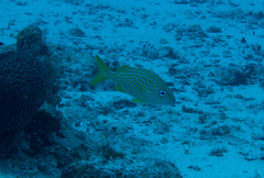 Haemulon flavolineatum