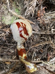 Gymnopilus punctifolius