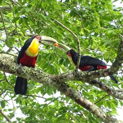 Ramphastos dicolorus