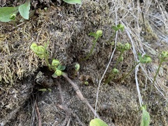 Polypodium californicum
